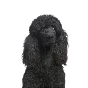 Poodle