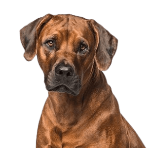 Rhodesian Ridgeback