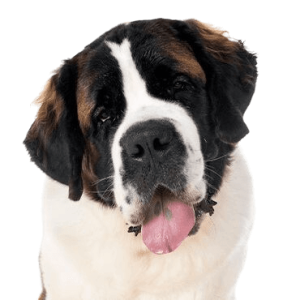 Saint Bernard