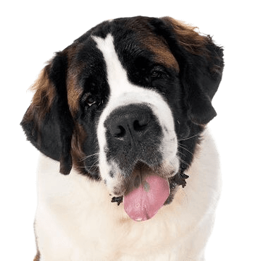 Saint Bernard