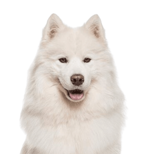 Samoyed