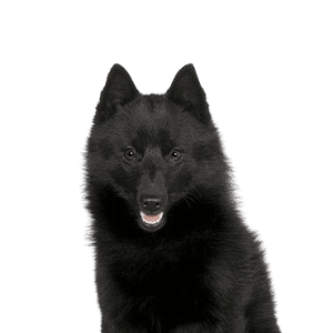 Schipperke