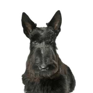 Scottish Terrier