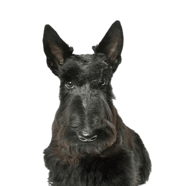 Scottish Terrier