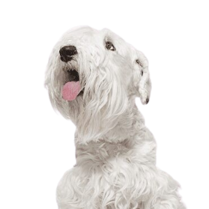 Sealyham Terrier