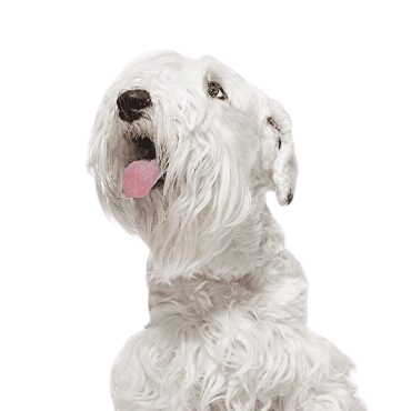 Sealyham Terrier