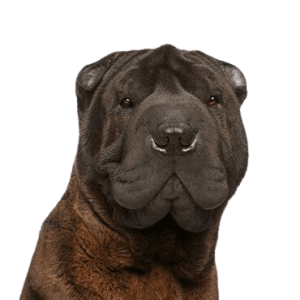 Sharpei