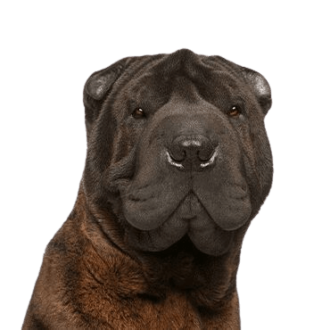 Sharpei