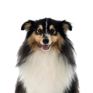 Shetland Sheepdog