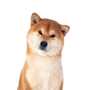 Shiba Inu