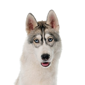 Siberian Husky