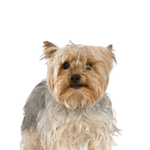 Silky Terrier