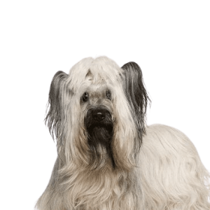 Skye Terrier