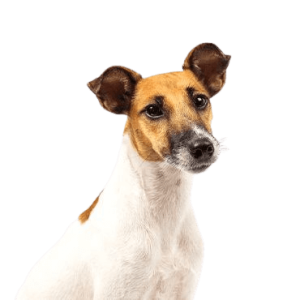 Smooth Fox Terrier