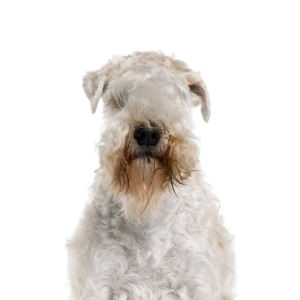 Soft Coated Wheaten Terrier