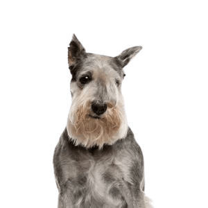 Standard Schnauzer