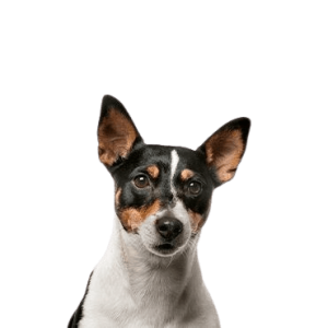 Toy Fox Terrier