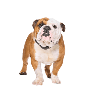English Bulldog