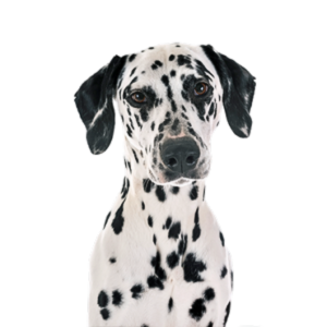 Dalmation