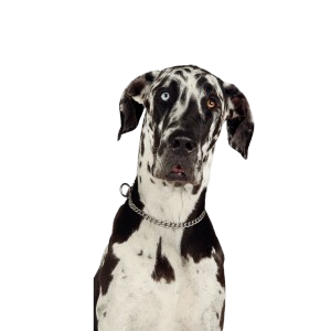 Great Dane
