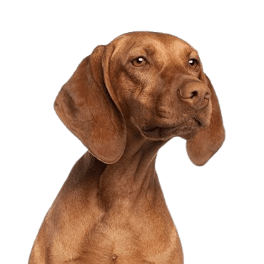 Vizsla