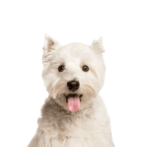 West Highland White Terrier
