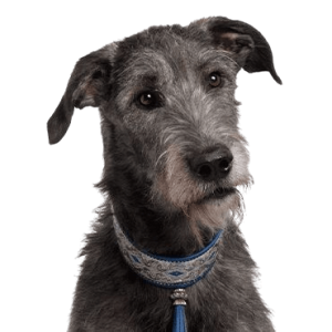 scottish deerhound