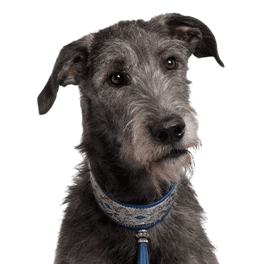 scottish deerhound
