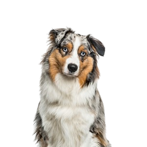 Australian Shepherd