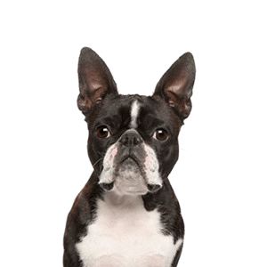 Boston Terrier