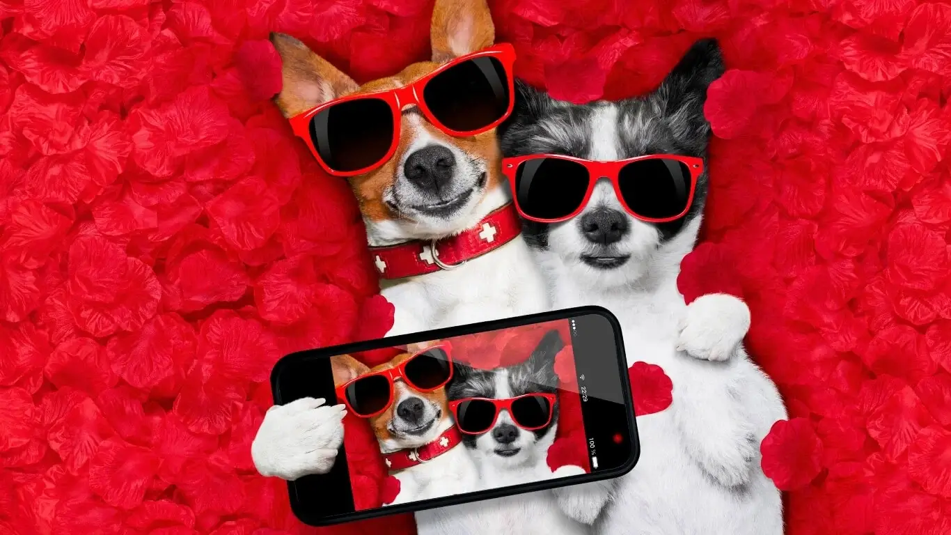 Book a Virtual Puppy Introduction- Petland Raleigh