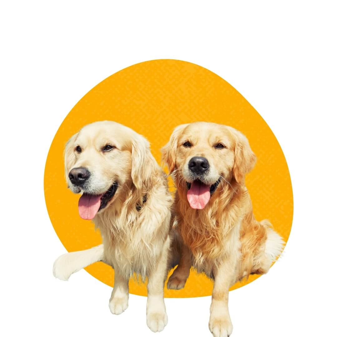 What kind of veterinary care does Petland Raleigh provide?