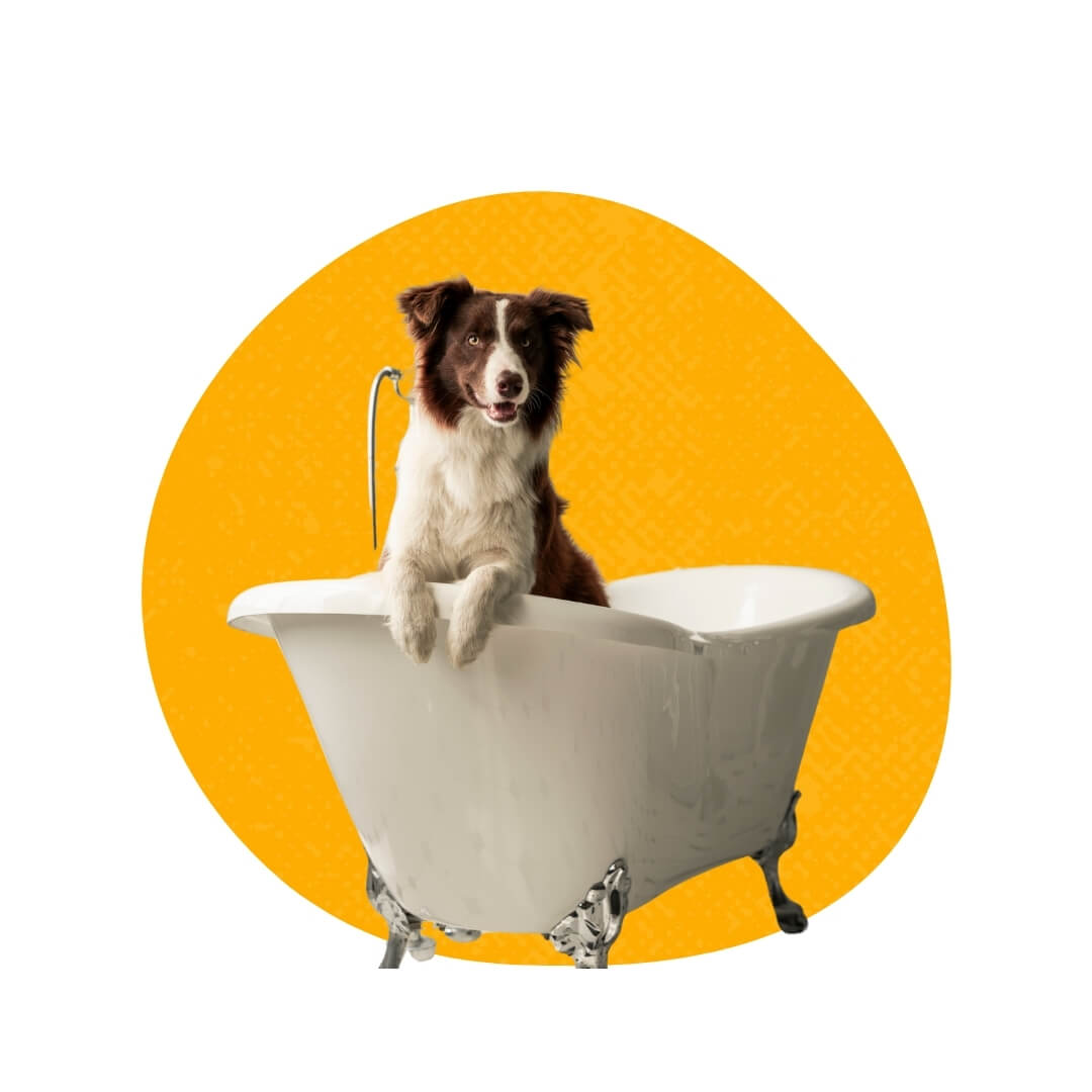 Are Petland Raleigh puppies vaccinated?