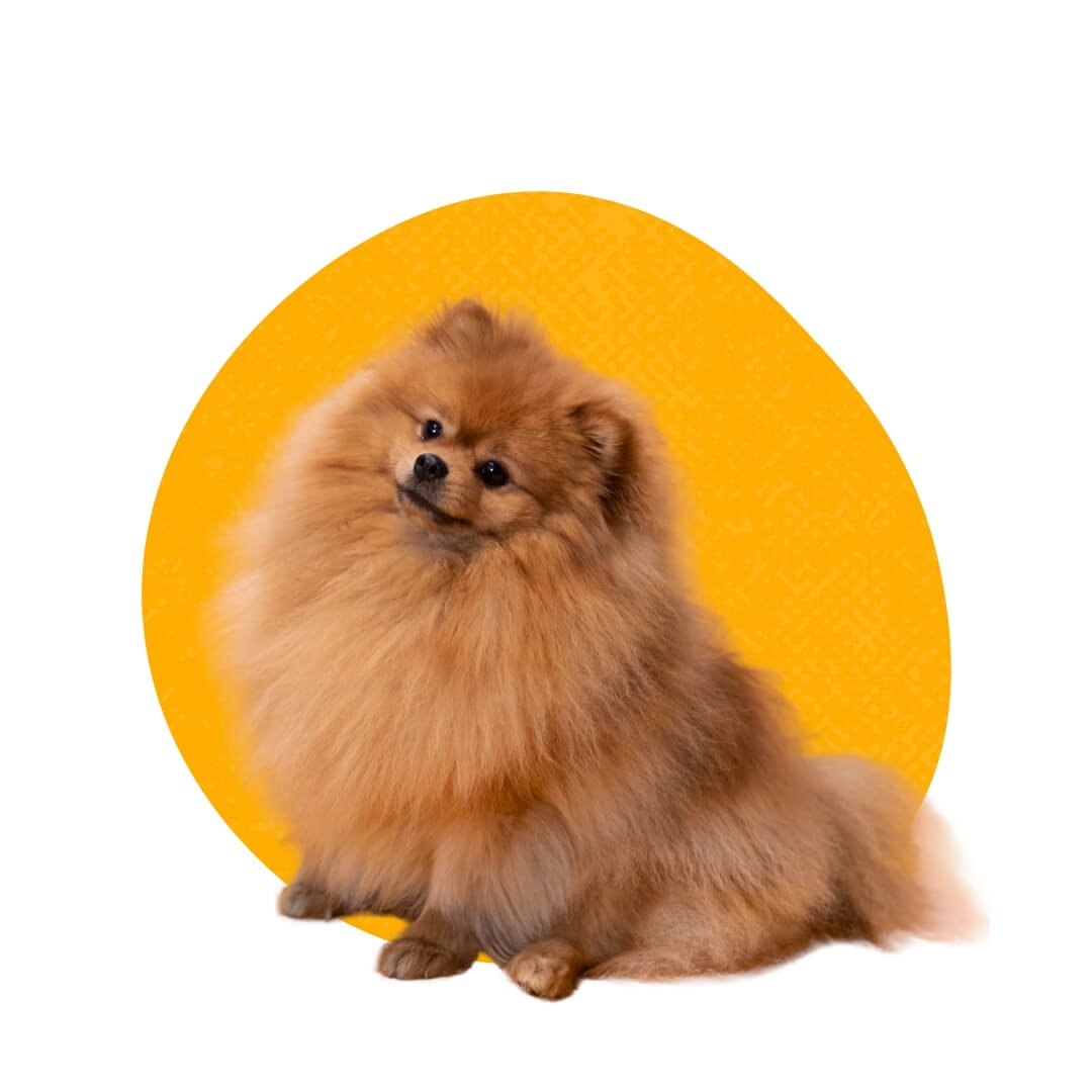 What are Petland Raleigh hours of operation?