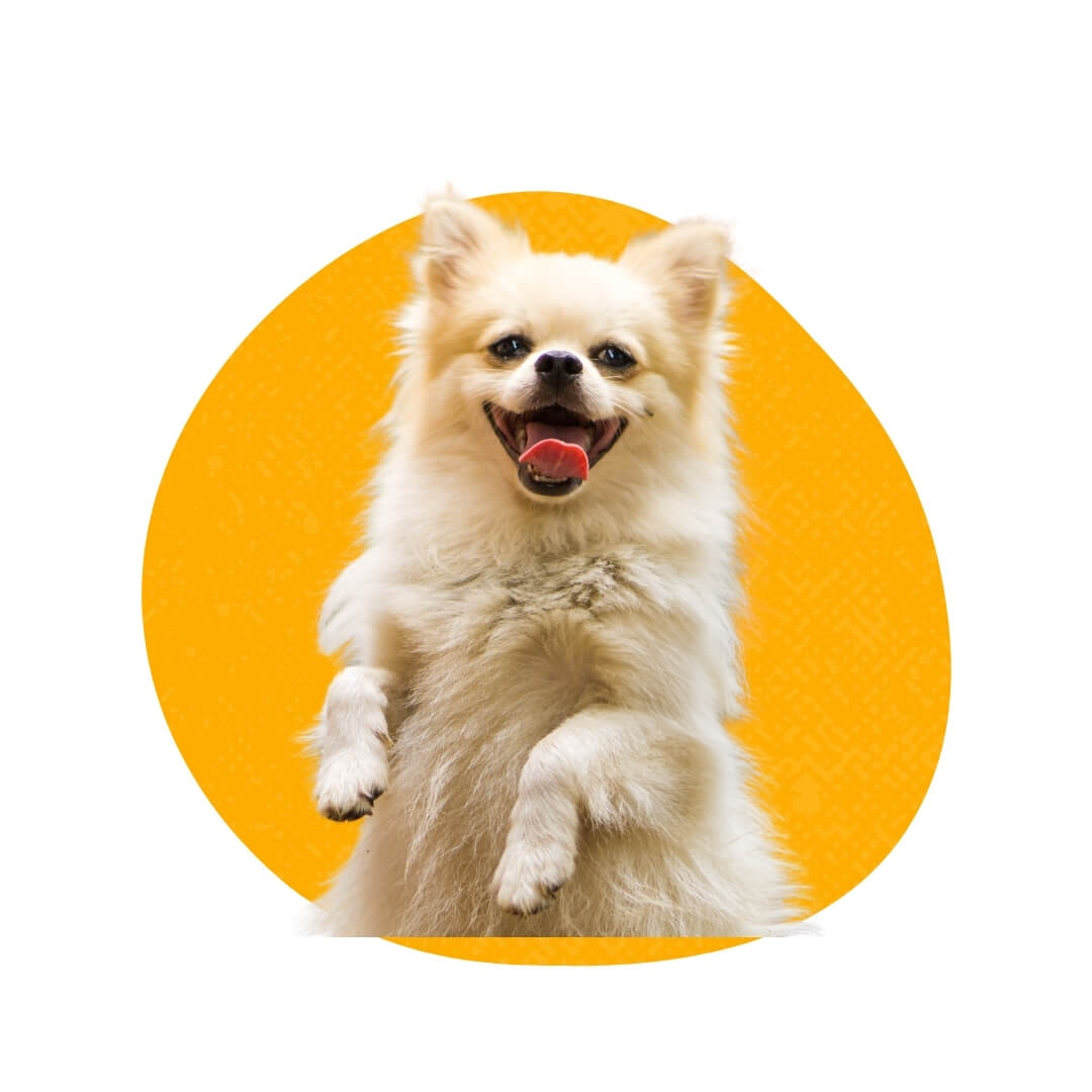 What is Petland Raleigh