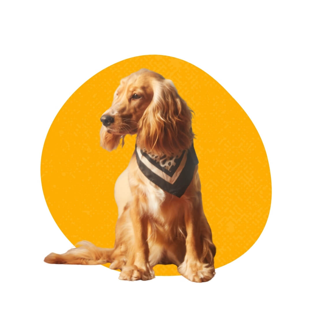 Where is Petland Raleigh located?