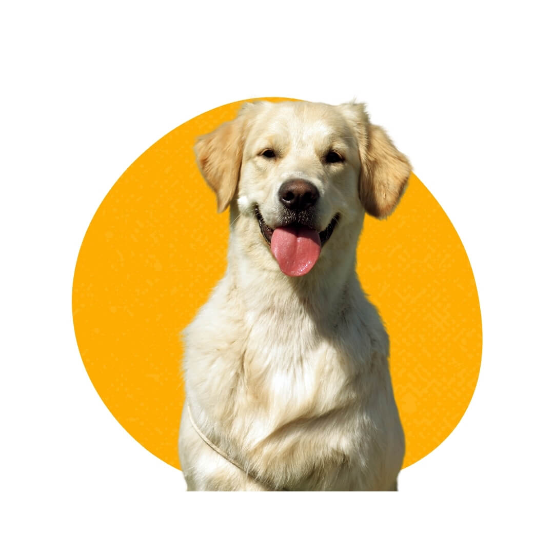 Does Petland Raleigh offer pet supplies and food?