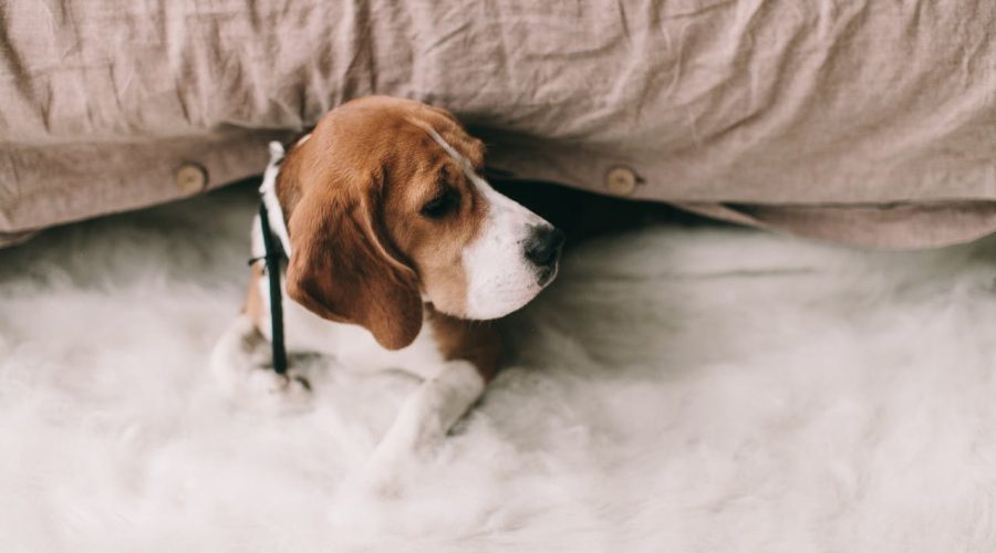 Beagle Puppy Care