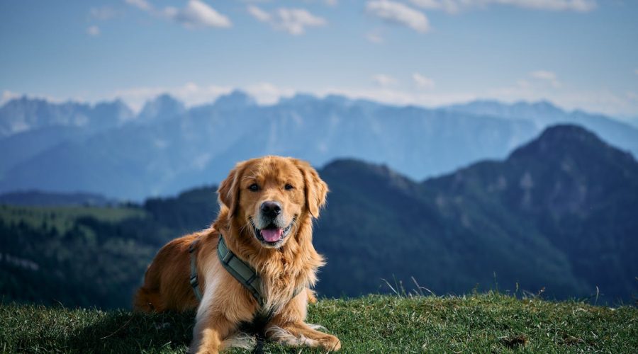 Travel with a Golden Retriever