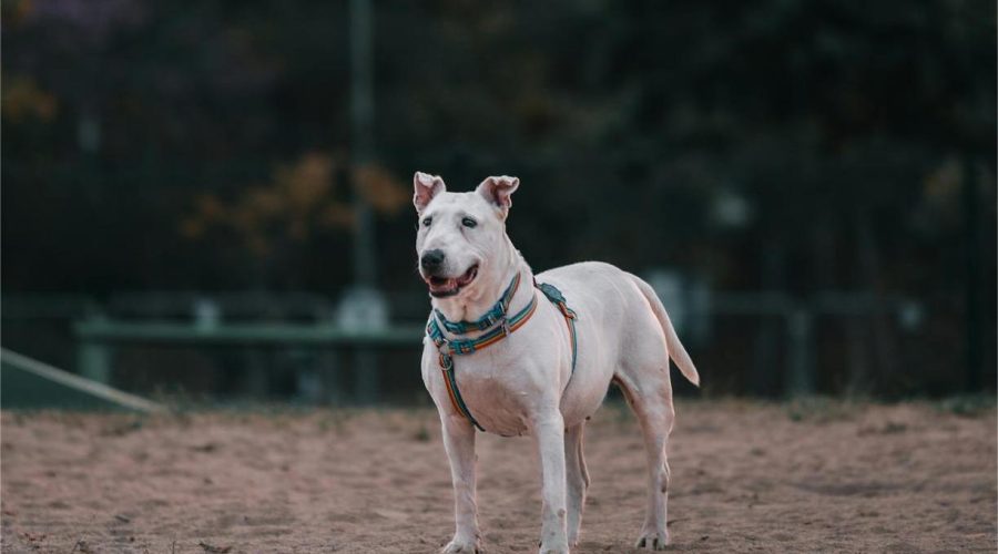 Bull Terrier Grooming Guide