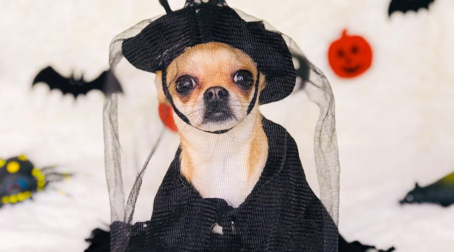 Halloween Night with a Puppy