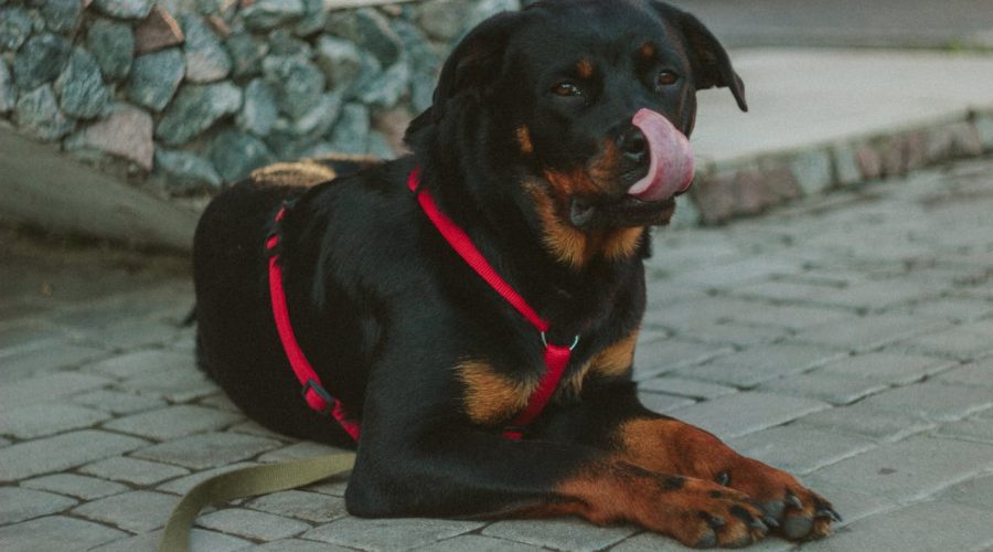 Rottweiler Nutrition