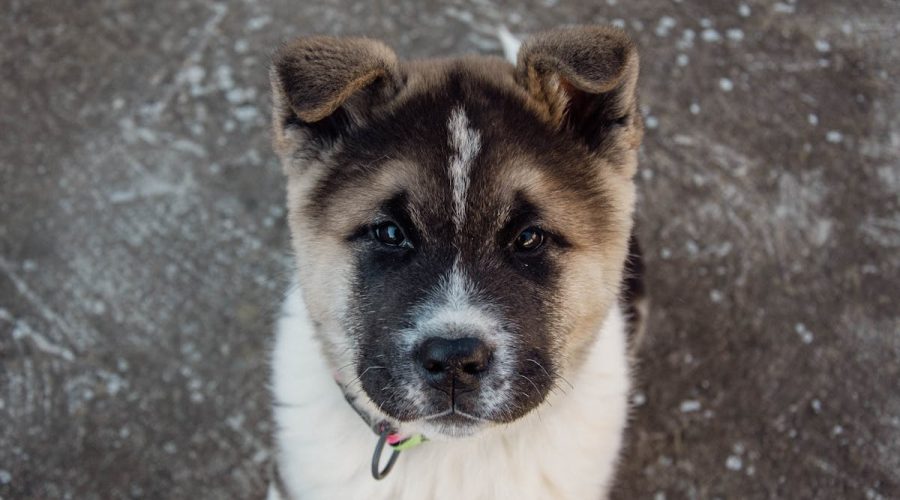 Akita puppy care