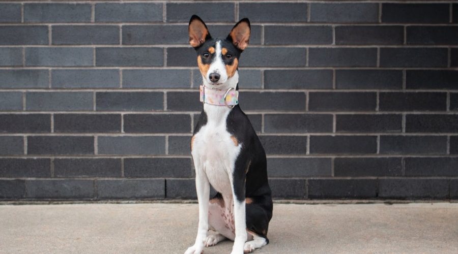 American Foxhound breed traits