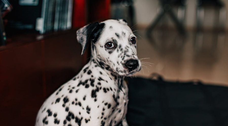 Dalmatian temperament