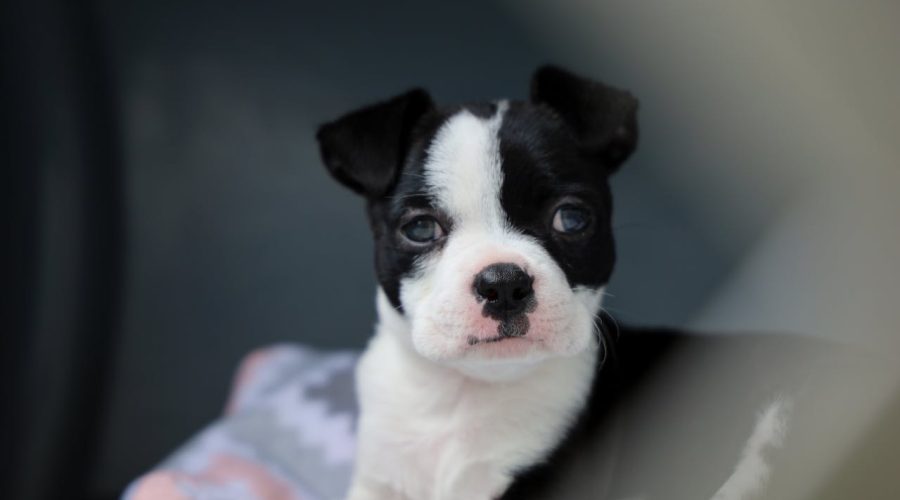 Boston Terrier Health Guide
