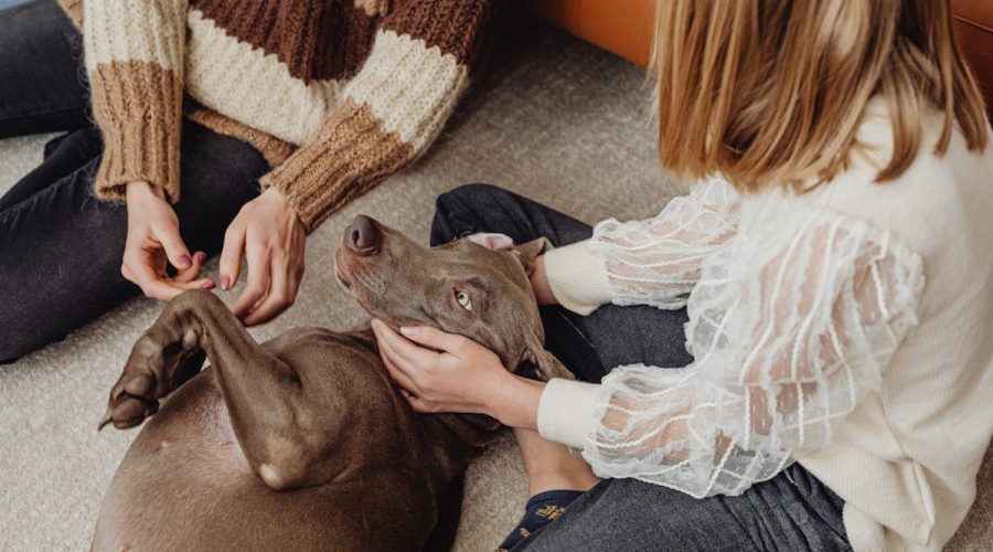 Calm your puppy after Thanksgiving