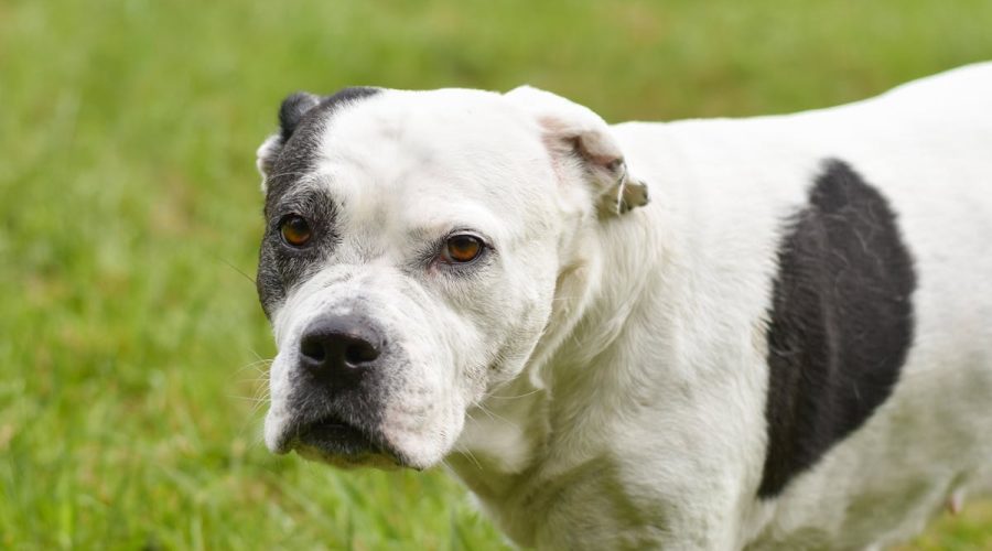 Boxer dog breed guide