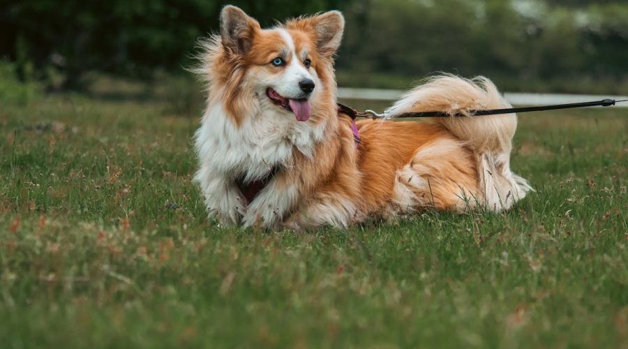 Corgi exercise needs