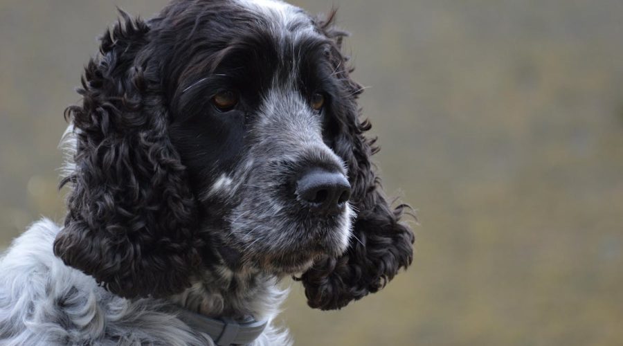 Traveling with Cocker Spaniel